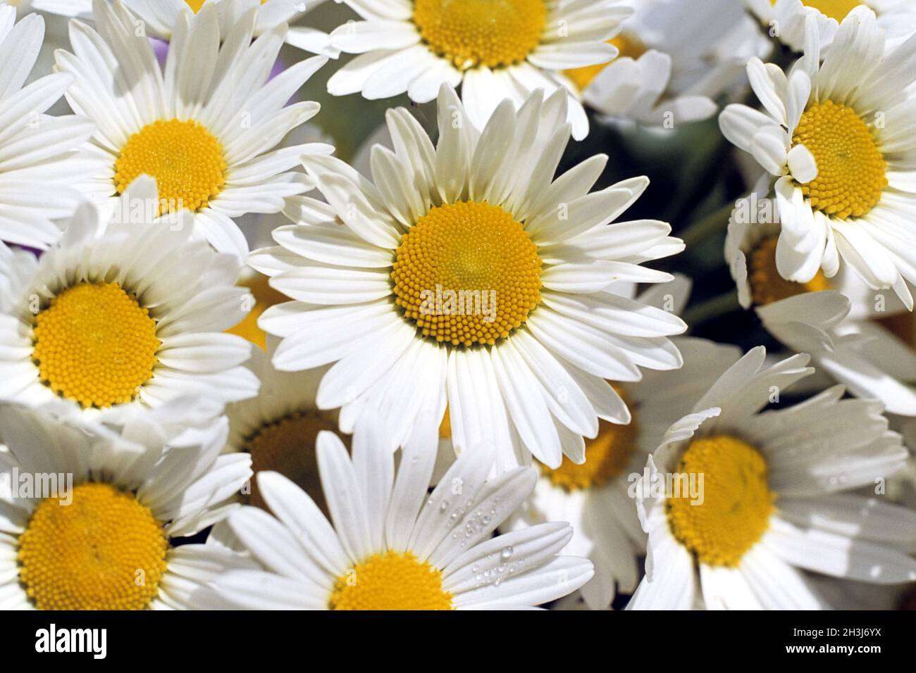 Marguerite, margherite pascolo, Foto Stock