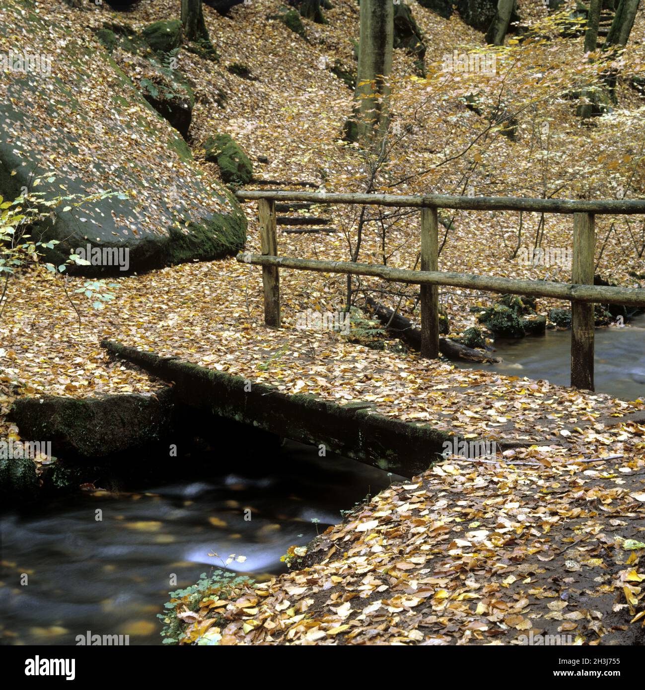 Moosalbtal, Foresta di Pfaelzer Foto Stock