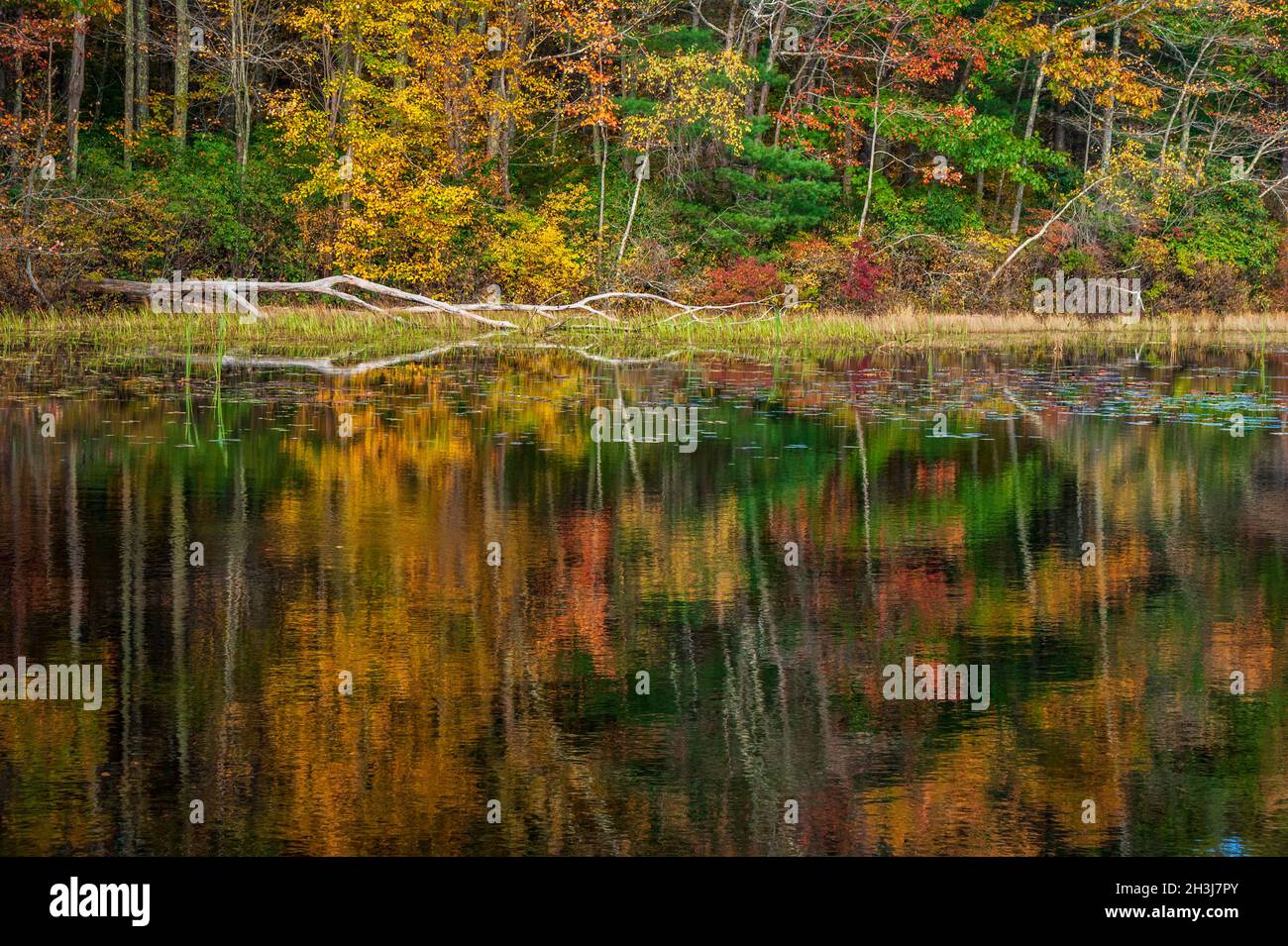Vista panoramica dello stagno di Eames, nel Moore State Park, Massachusetts. Ceppo abbattuto sulla riva. Una foresta mista del New England con un picco di fogliame, riflessa su acque calme. Foto Stock