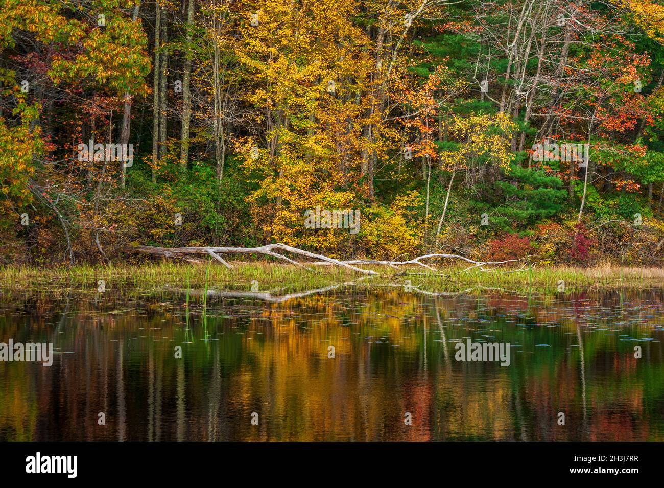 Vista panoramica dello stagno di Eames, nel Moore State Park, Massachusetts. Ceppo abbattuto sulla riva. Una foresta mista del New England con un picco di fogliame, riflessa su acque calme. Foto Stock