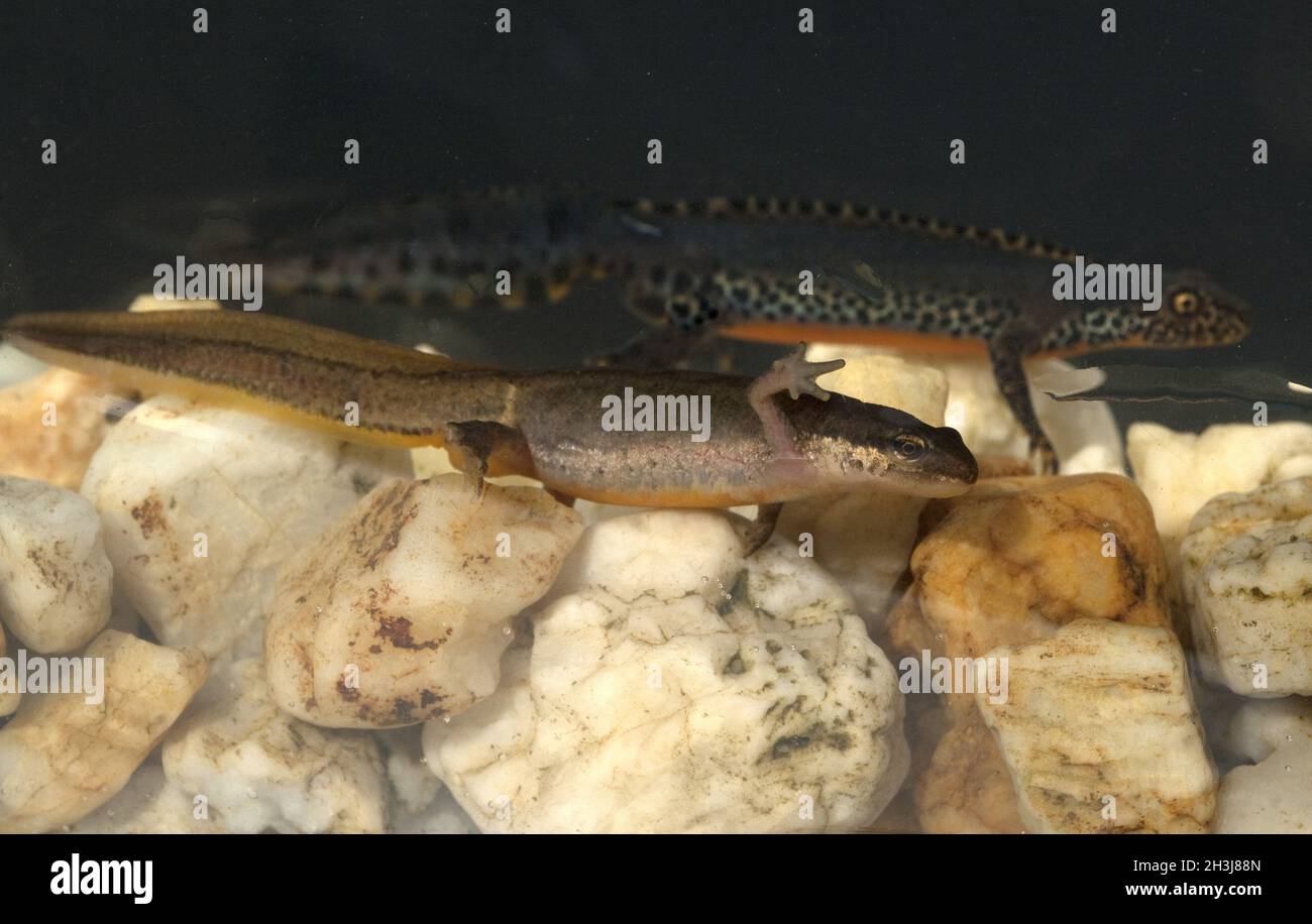Novità alpina; Ichthyosaura; maschio, femmina Foto Stock