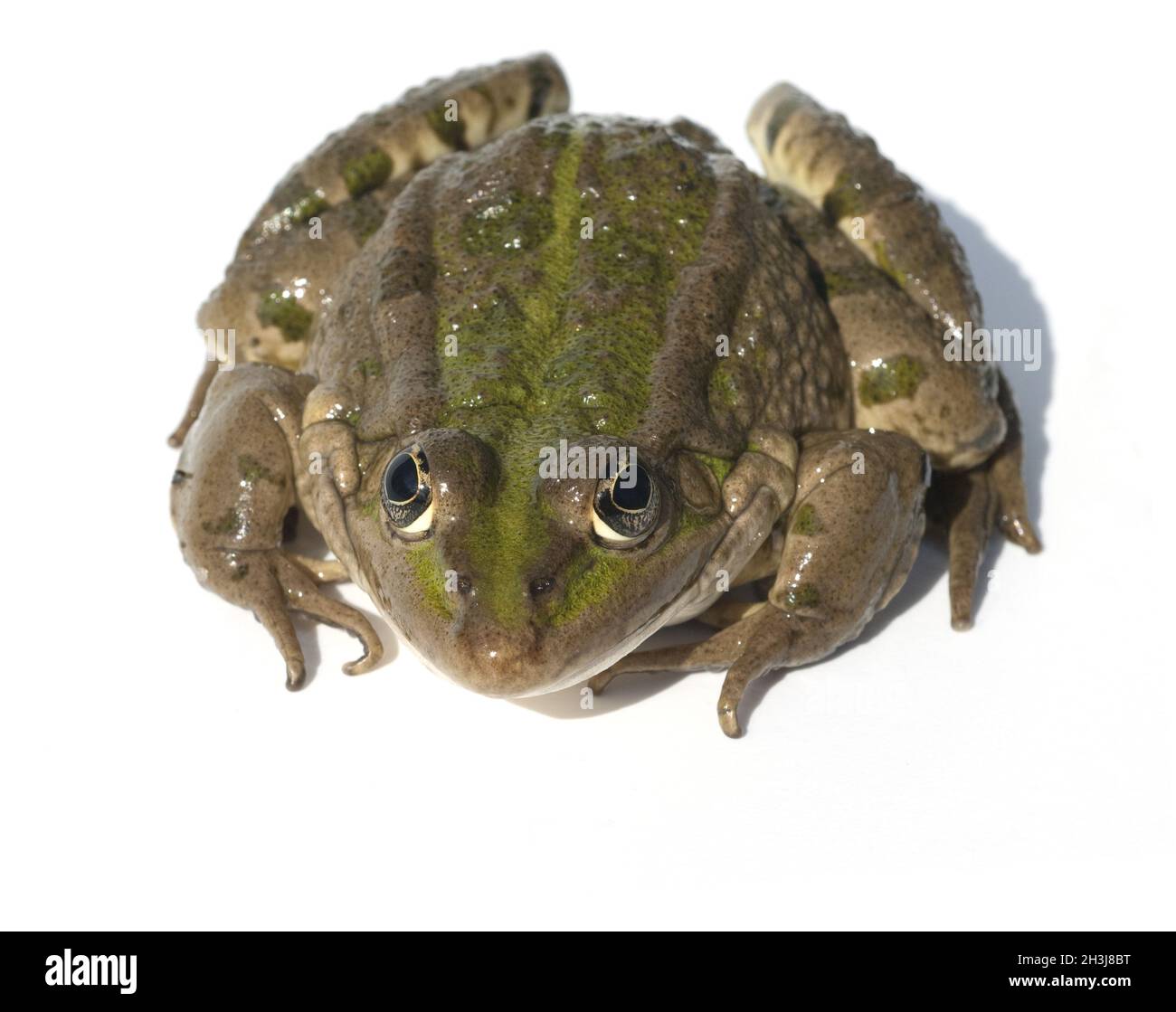 Wasserfrosch, rana, lessonae Foto Stock