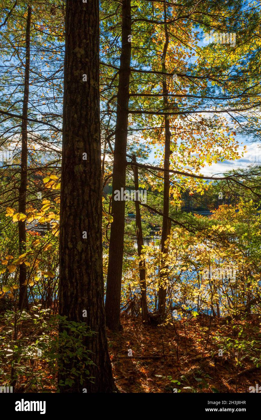 Una foresta di legni di schiena settentrionale nei colori autunnali vicino a un lago. Acero rosso (Acer rubrum), pino bianco (Pinus strobus), cespuglio dolce (Clethra alnifolia) Foto Stock