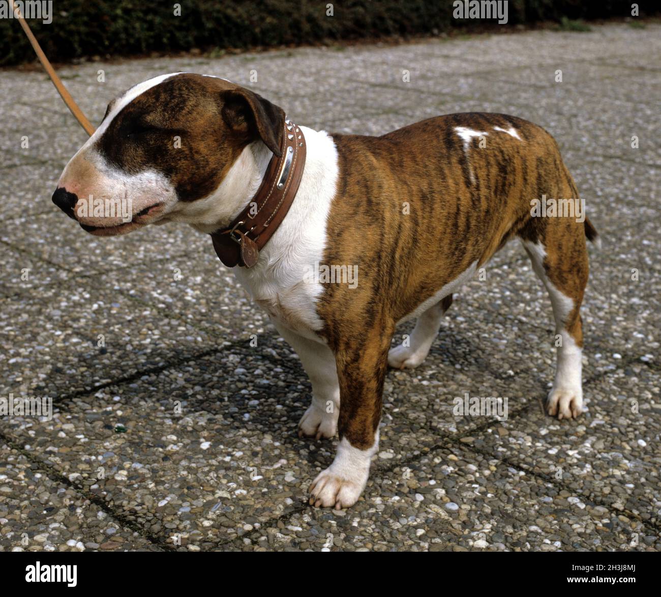 Bull Terrier Foto Stock