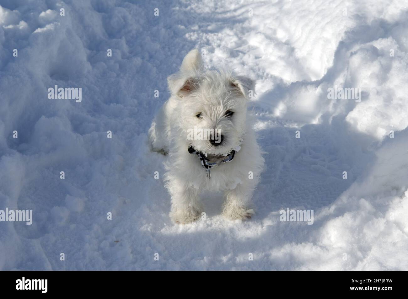 West Highland, Bianco, Terrier Foto Stock