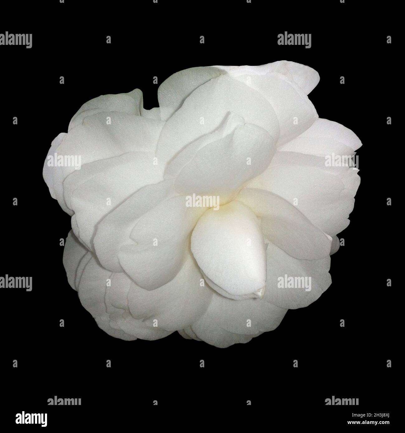 Kamelia, Alba, Plena, camelie, Monrovia, Foto Stock