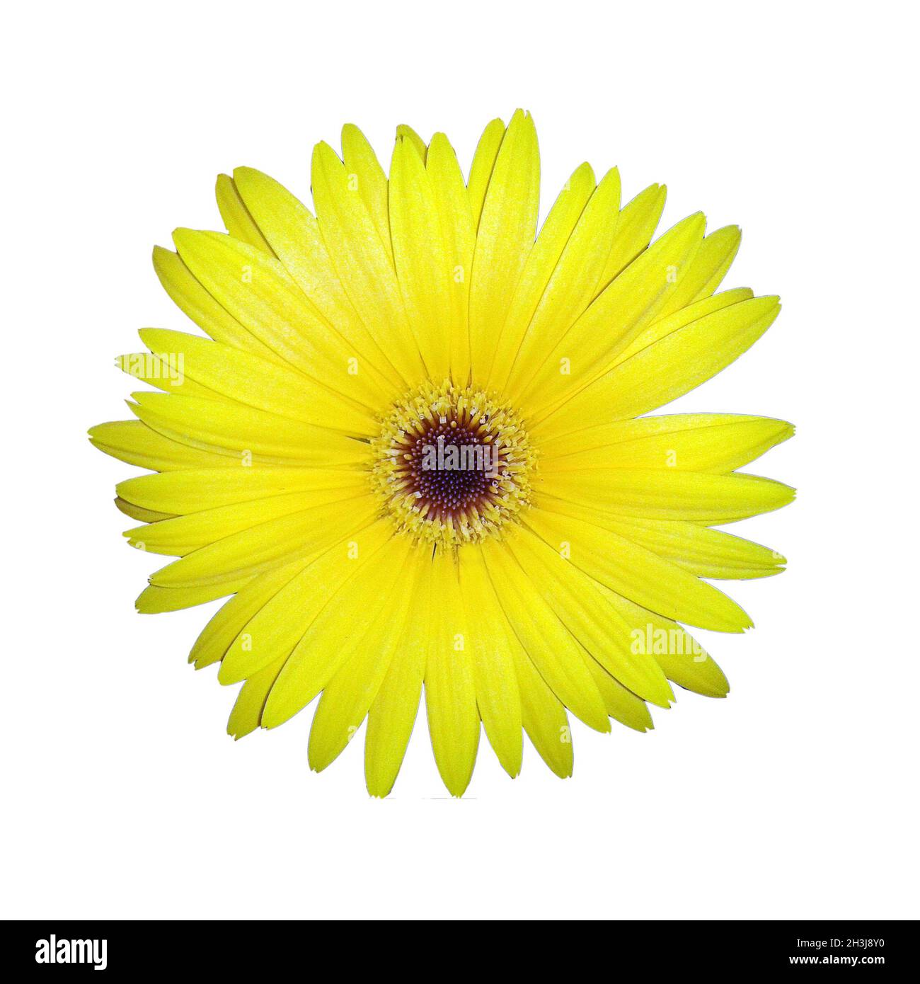 Gerbera, Africa, Madagascar, fiore estivo, Foto Stock