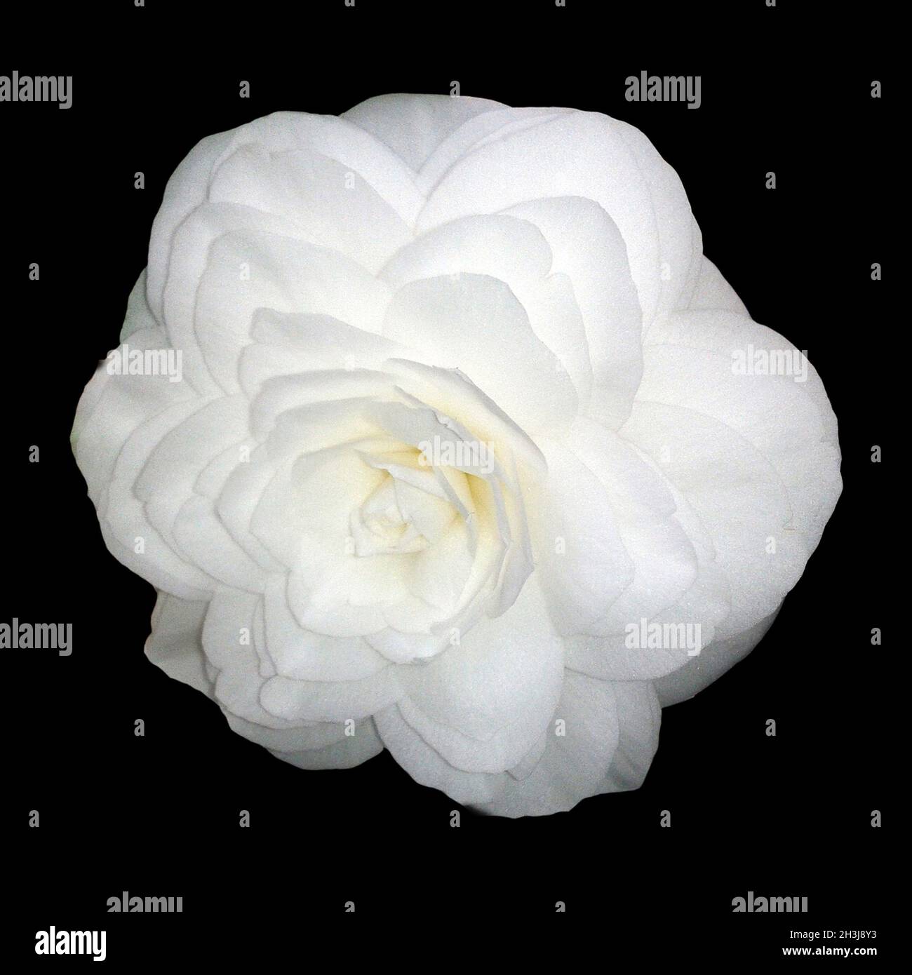 Kamelia, Alba, Plena, camelie, Monrovia, Foto Stock