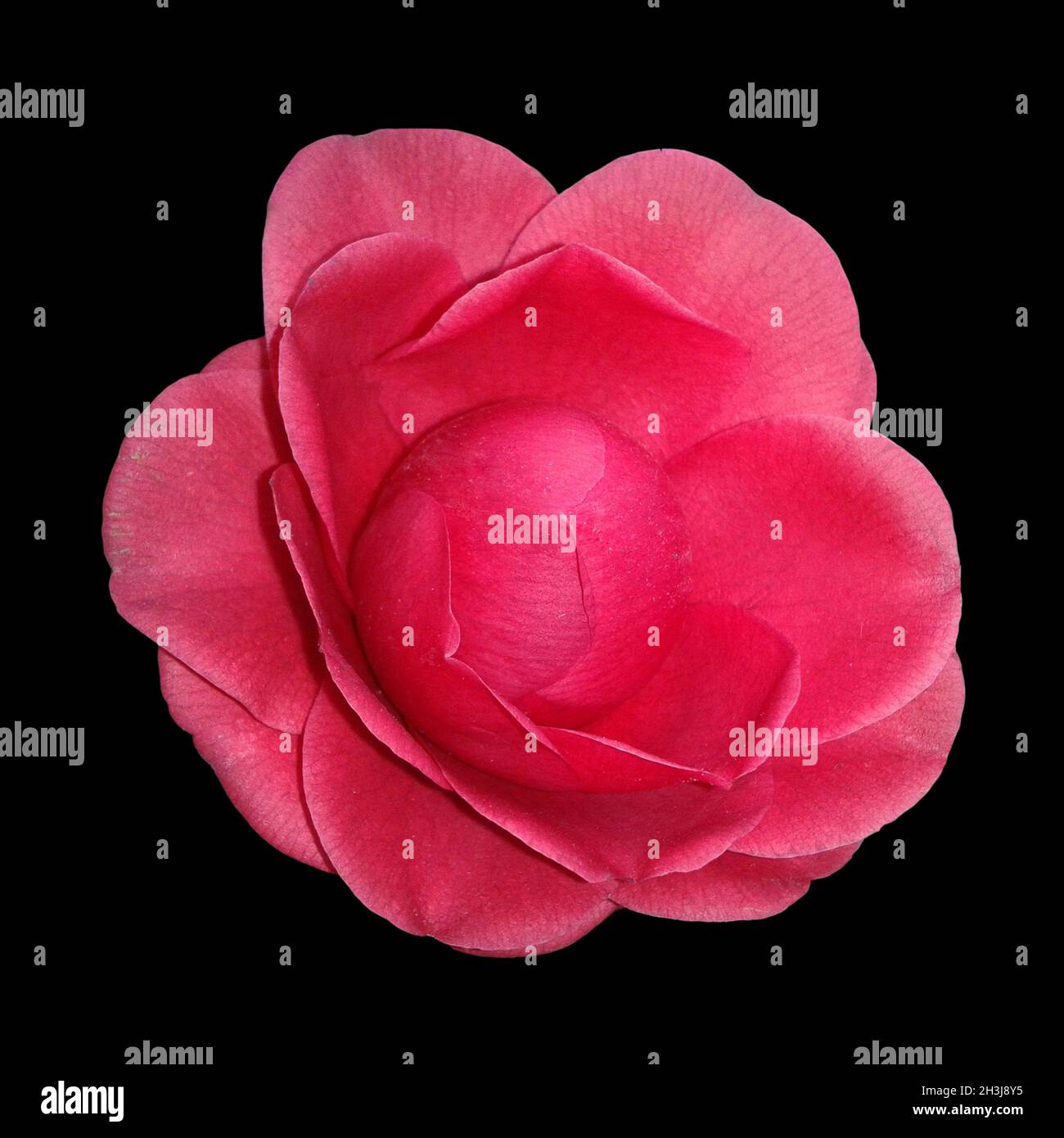 Kamelie; nero, pizzi, Camellia; Foto Stock