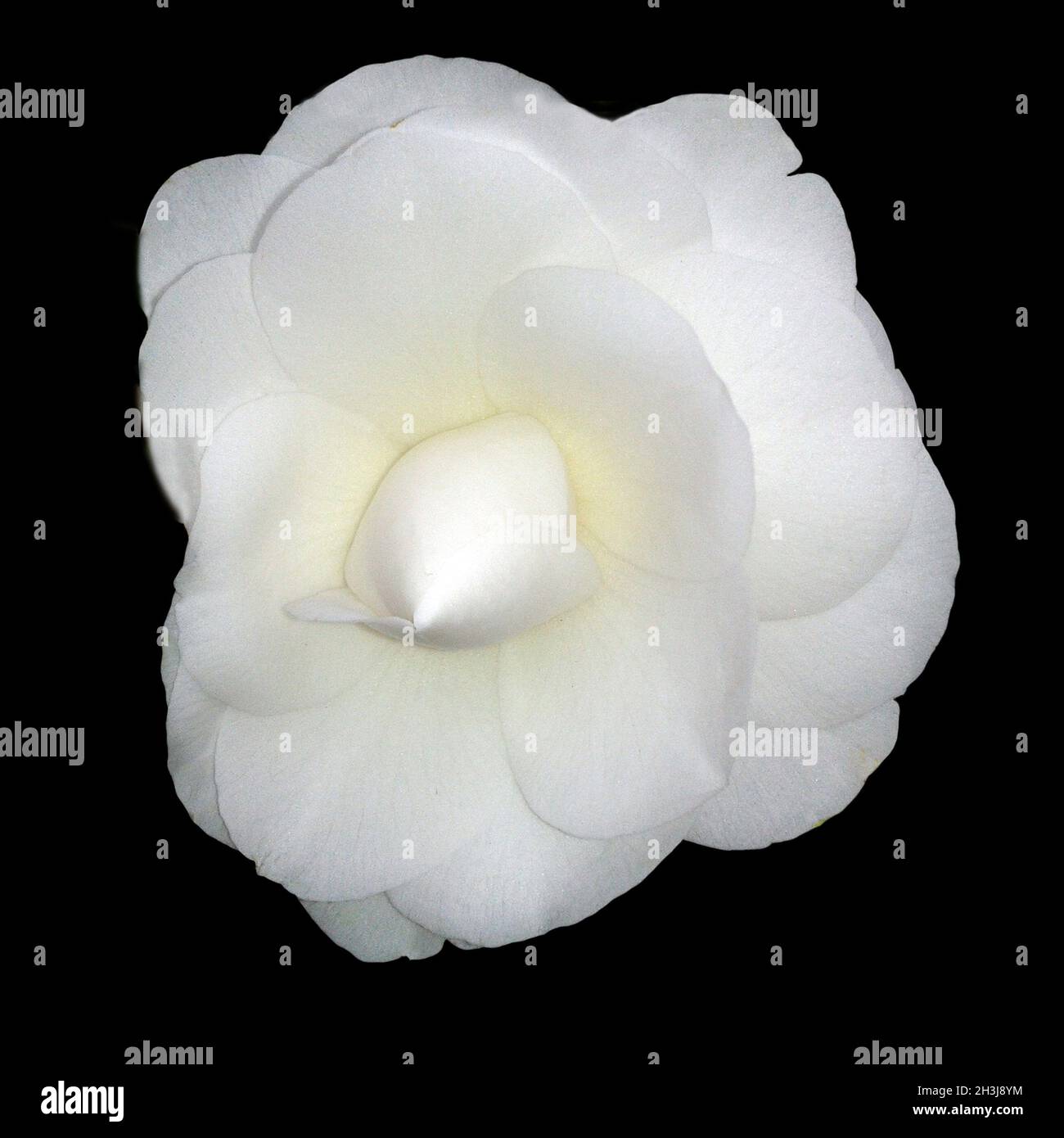 Kamelia, Alba, Plena, camelie, Monrovia, Foto Stock