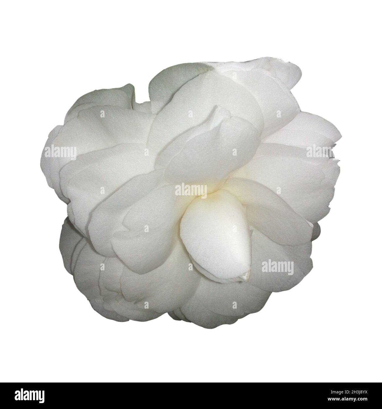 Kamelia, Alba, Plena, camelie, Monrovia, Foto Stock