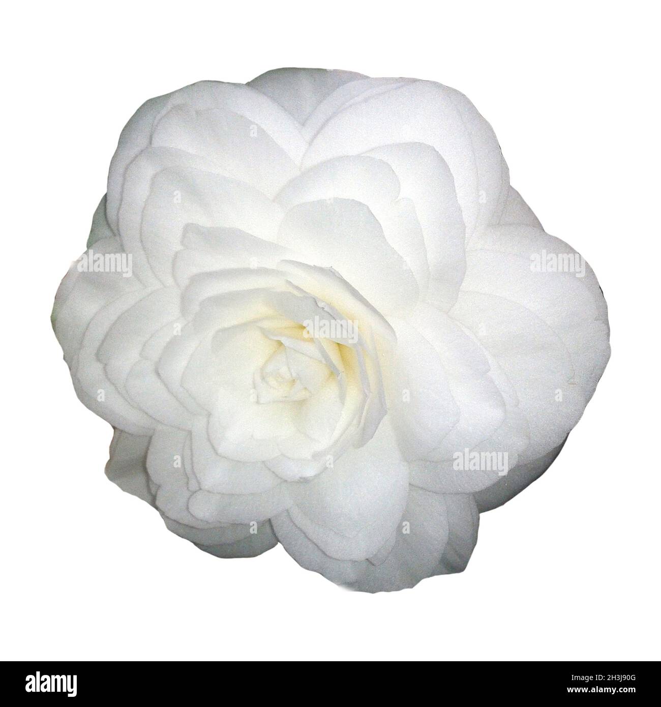 Kamelia, Alba, Plena, camelie, Monrovia, Foto Stock