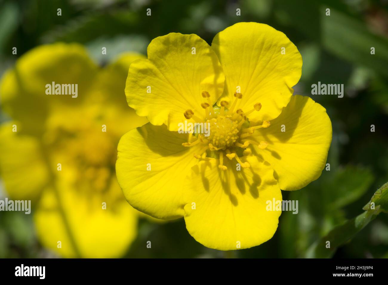 Gänse-Fingerkraut, Gänsefingerkraut, Gänsewiß, Grensel, Silberkraut, Säulkraut, Krampfkraut, Potentilla anserina, Argentina, anserina Silverwee comune Foto Stock