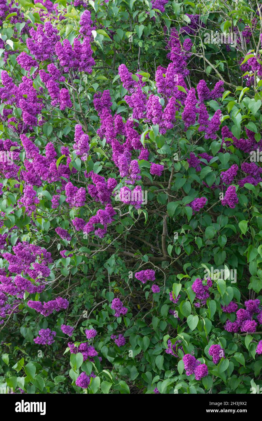 Garten-Flieder, Flieder, Blüte, Blüten blühend, Gemeiner Flieder, Gartenflieder, Syringa vulgaris, Lilac comune, Lilac francese, Le lilas Commun, lilas Foto Stock
