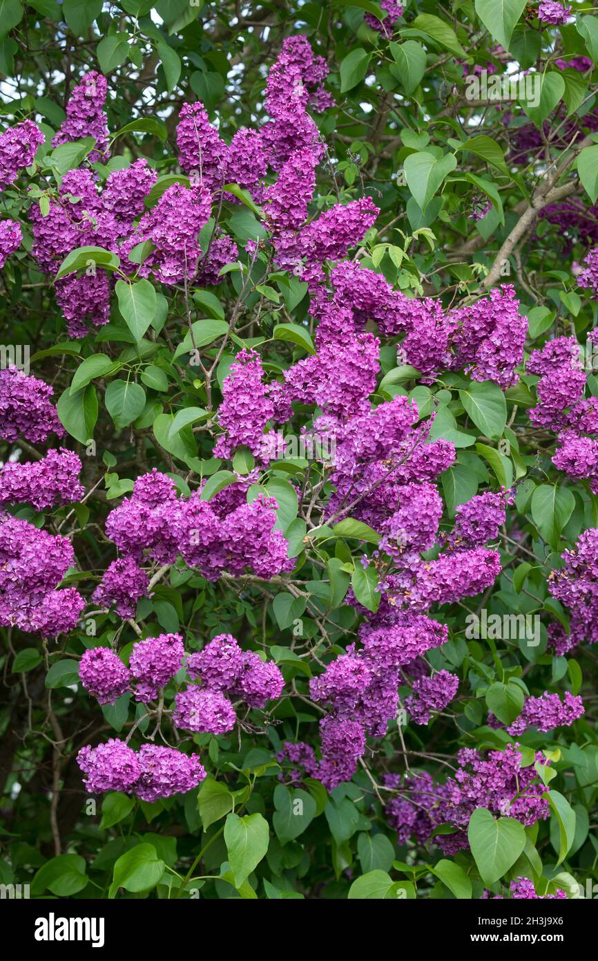 Garten-Flieder, Flieder, Blüte, Blüten blühend, Gemeiner Flieder, Gartenflieder, Syringa vulgaris, Lilac comune, Lilac francese, Le lilas Commun, lilas Foto Stock