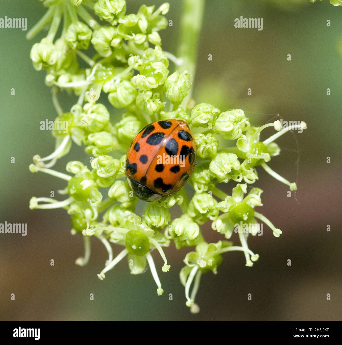Asian Ladybird Foto Stock