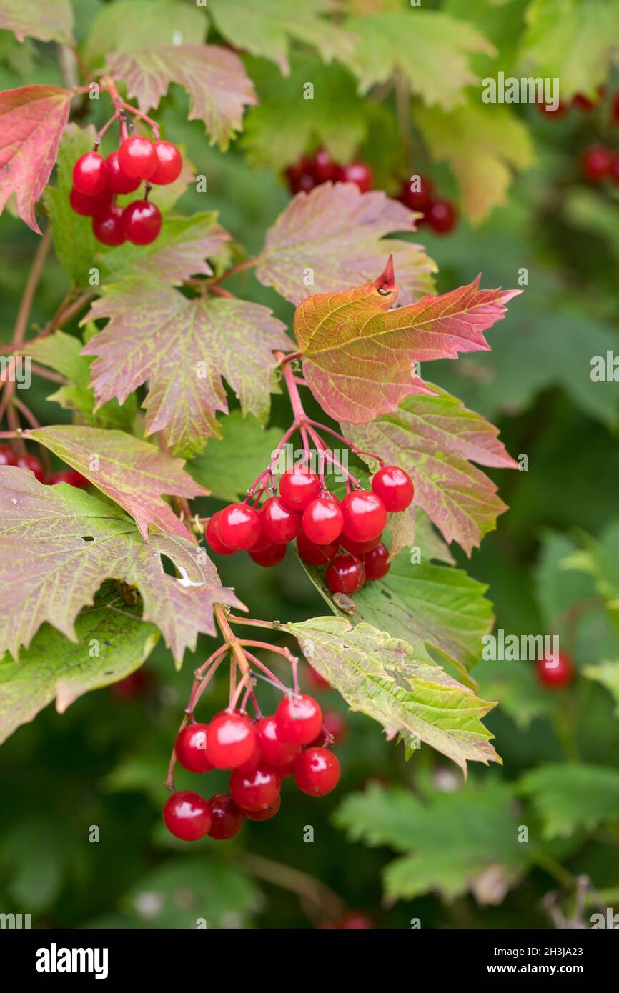 Gemeiner Schneeball, Gewöhnlicher Schneeball, Schneeball, Frucht, Früchte, Beeren, Viburnum opulus, guelder-rose, Cranberrybush europeo, Cranberrybus Foto Stock
