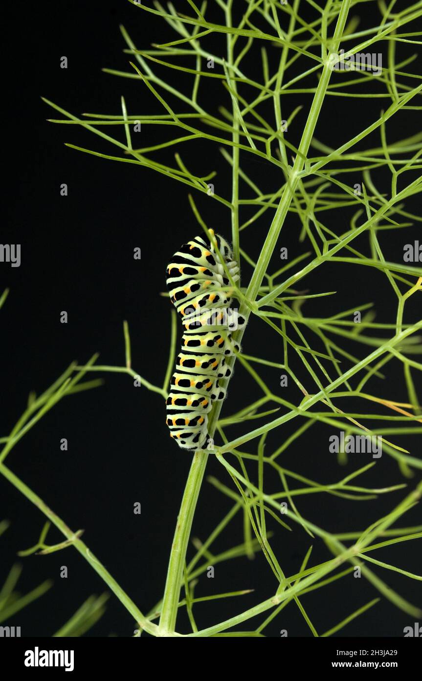 Caterpillar; coda di rondine; Foto Stock