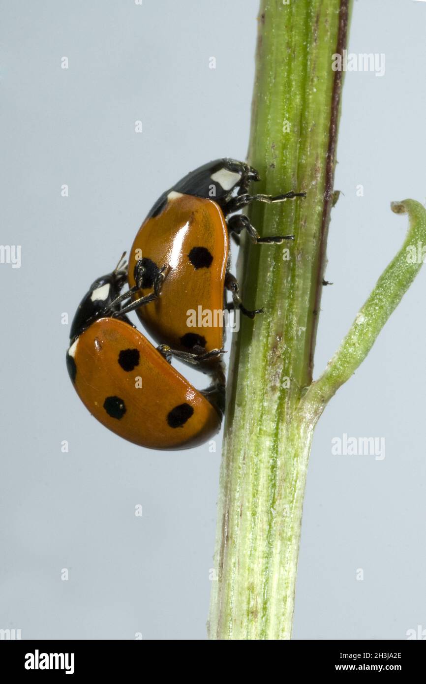 Ladybird, accoppiamento, Foto Stock