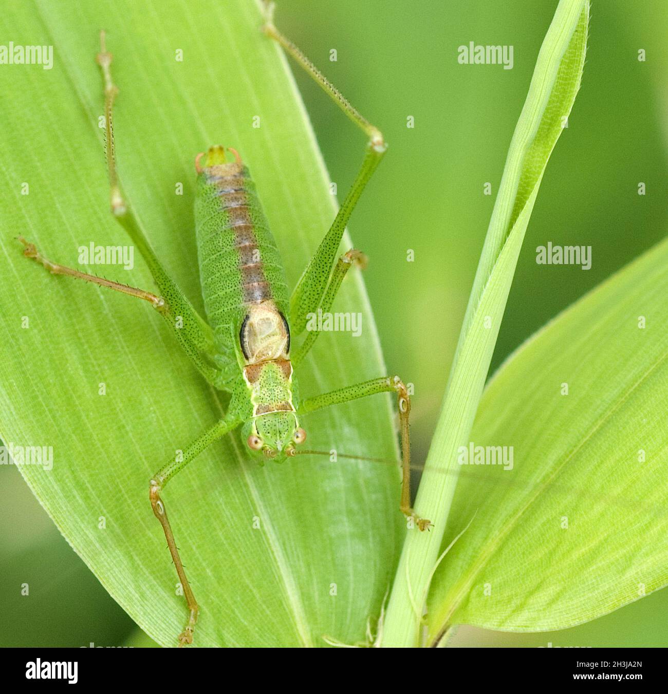 Cricket di spada ad ala corta; Conocephalus, dorsalis, Foto Stock