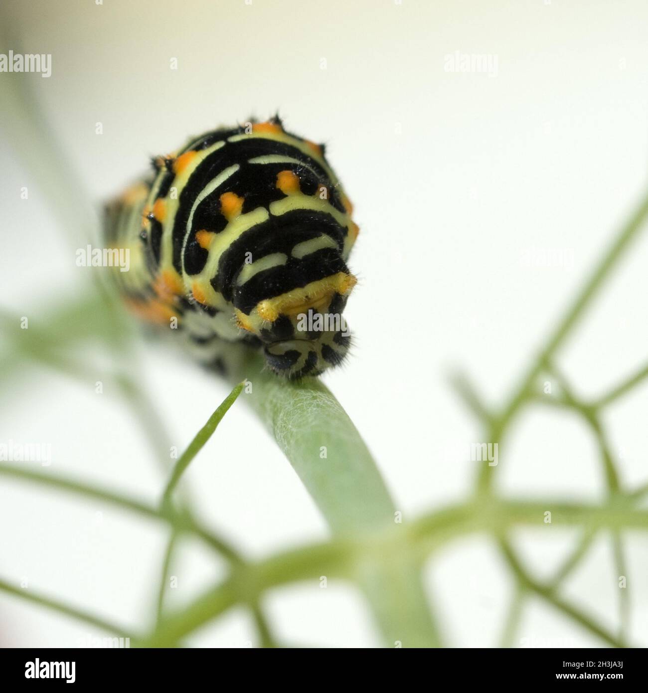 Caterpillar; coda di rondine; Foto Stock