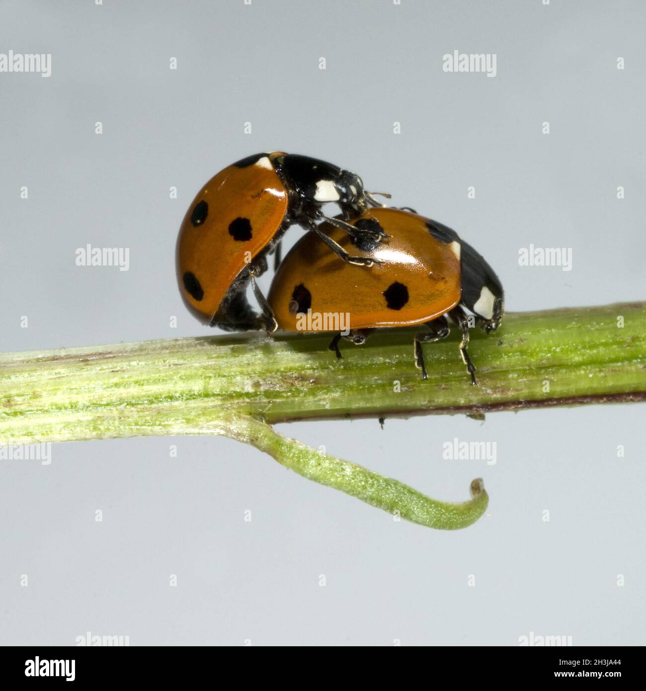 Ladybird, accoppiamento, Foto Stock