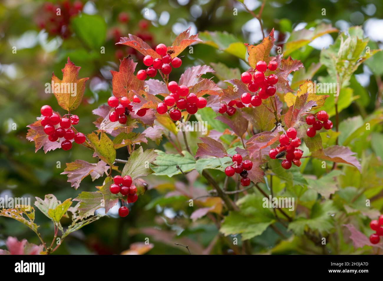 Gemeiner Schneeball, Gewöhnlicher Schneeball, Schneeball, Frucht, Früchte, Beeren, Viburnum opulus, guelder-rose, Cranberrybush europeo, Cranberrybus Foto Stock