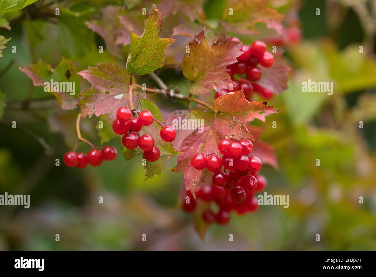 Gemeiner Schneeball, Gewöhnlicher Schneeball, Schneeball, Frucht, Früchte, Beeren, Viburnum opulus, guelder-rose, Cranberrybush europeo, Cranberrybus Foto Stock