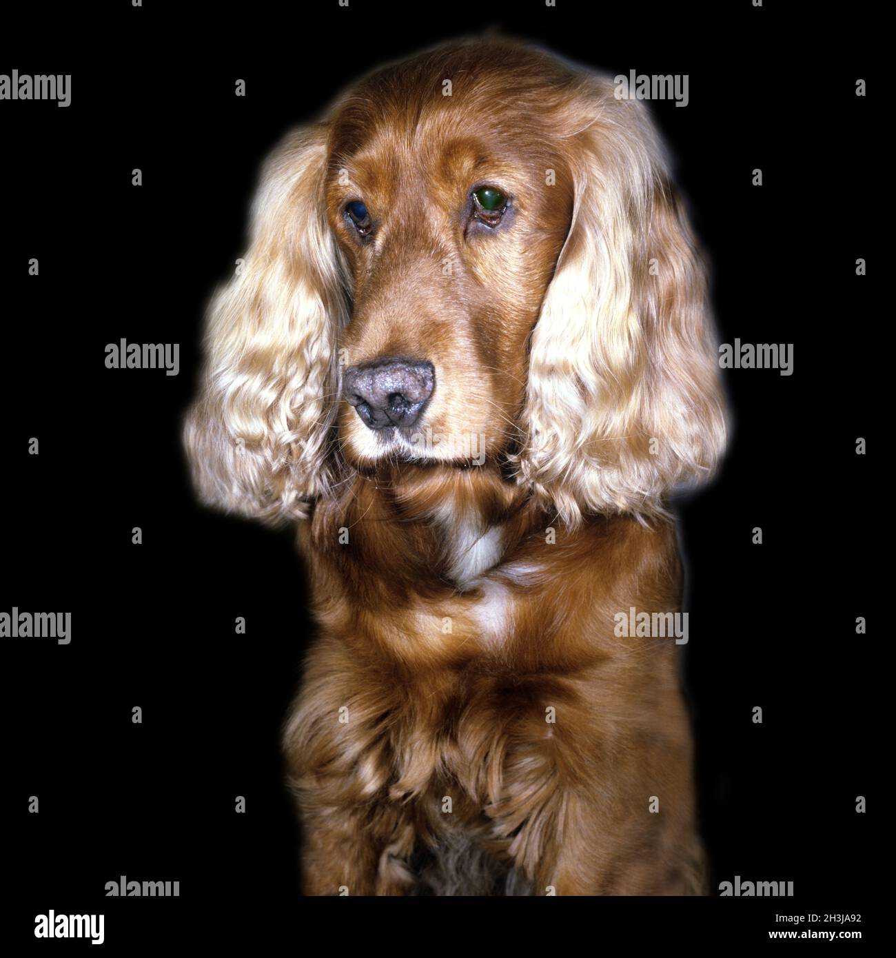 Rosso; Cocker Spaniel Foto Stock
