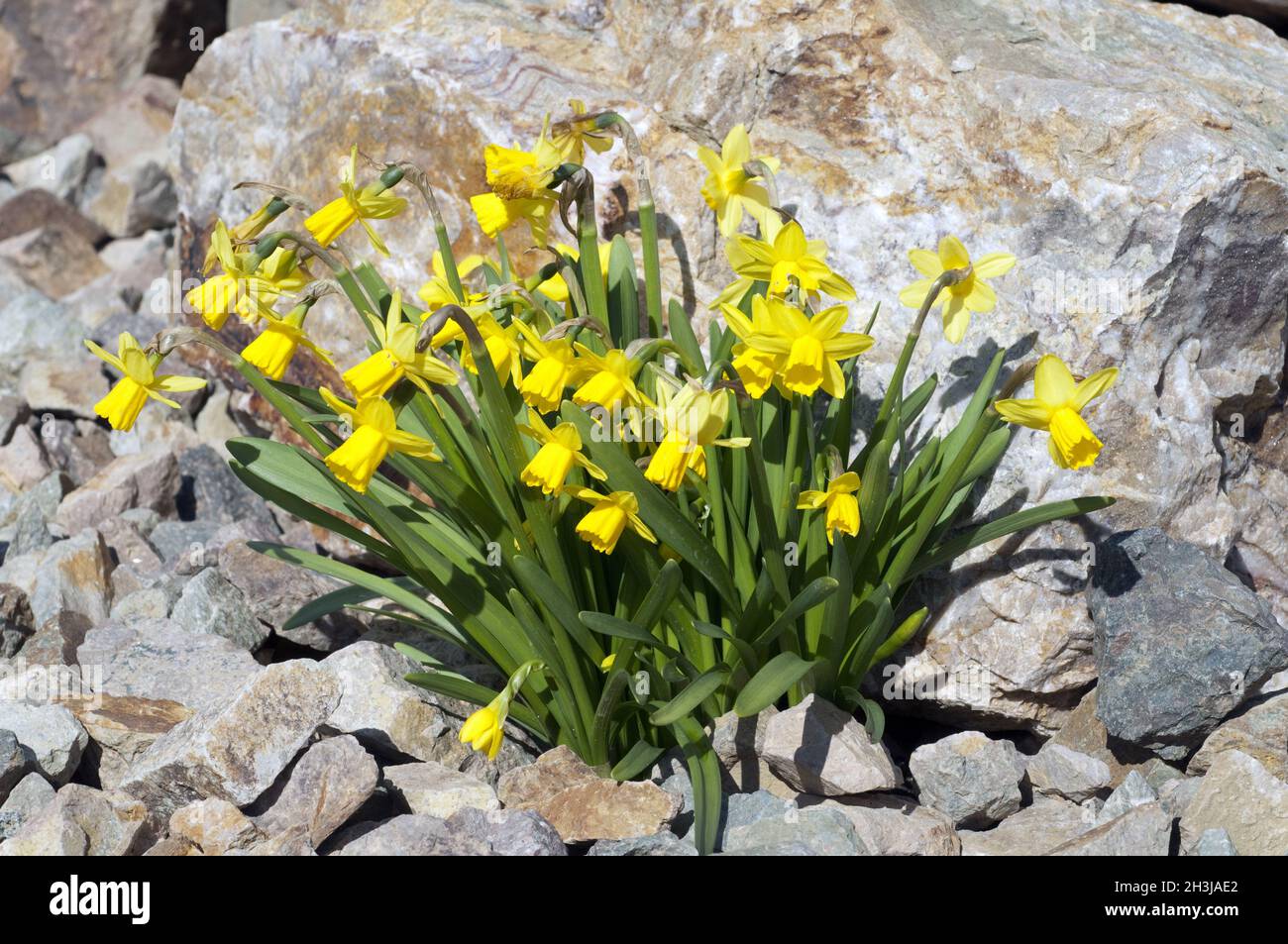 Daffodil; tete a tete; narcissus; daffodil; Foto Stock