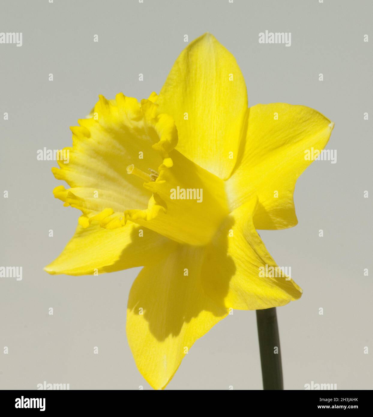 Narciso, narciso, daffodil, daffodil, Foto Stock