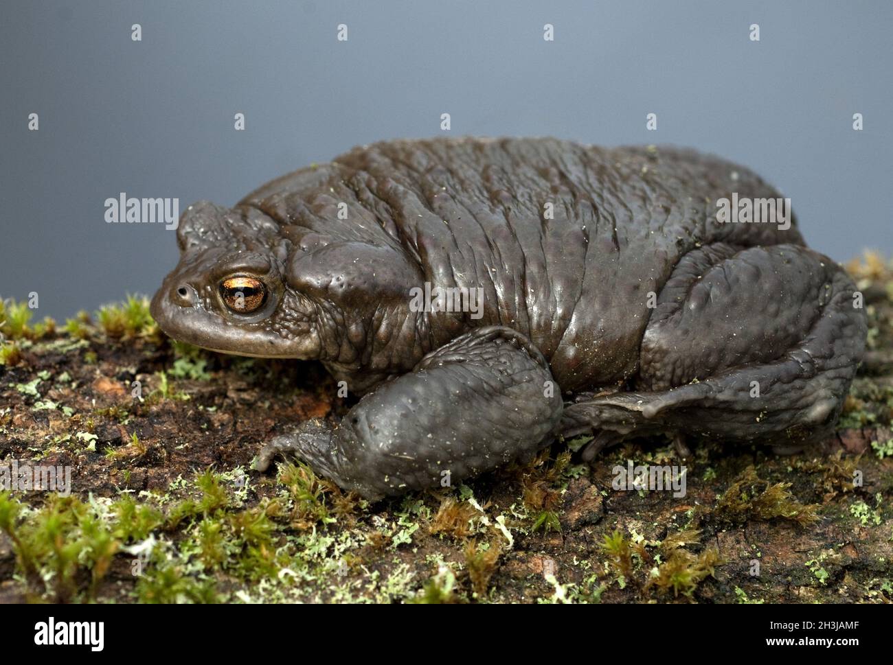 Kroete, Bufo bufo, Foto Stock