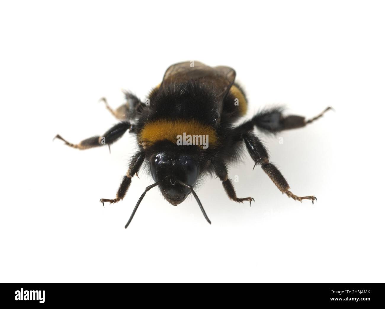 Erdhummel;; Bombus terrestris Foto Stock