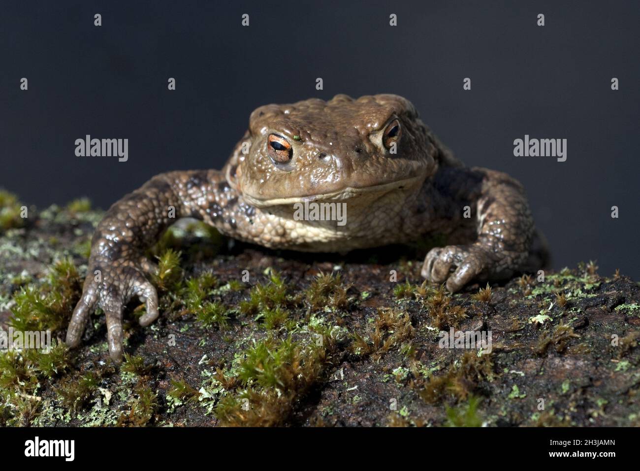 Kroete, Bufo bufo, Foto Stock
