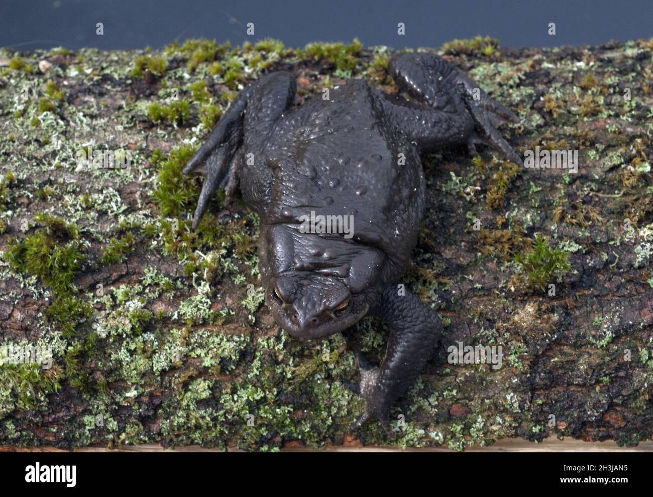 Kroete, Bufo bufo, Foto Stock