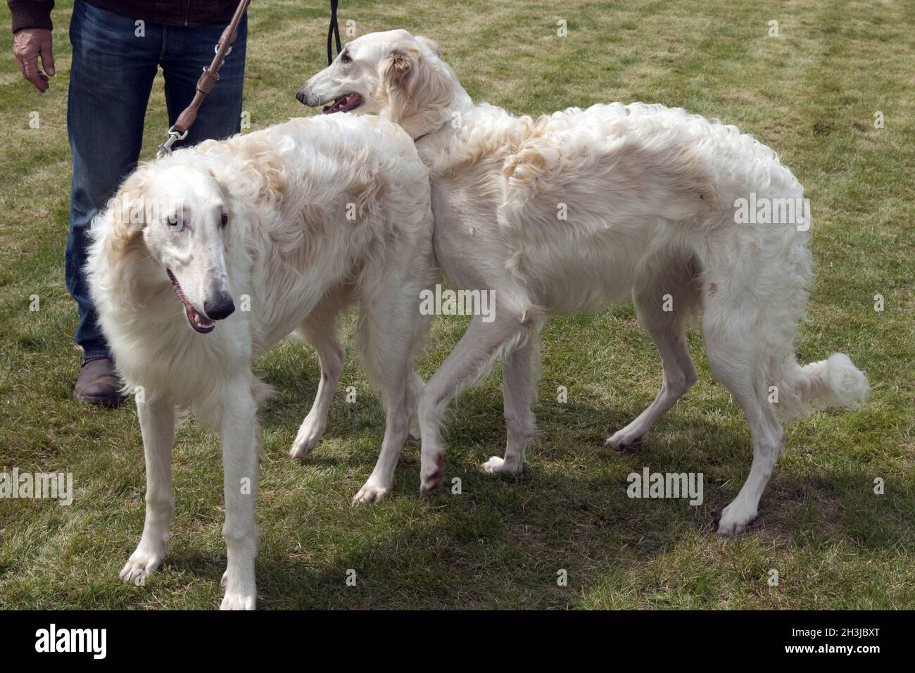 Borzoi, longhaired, Barzaia, Russo, Wolfhound, Foto Stock