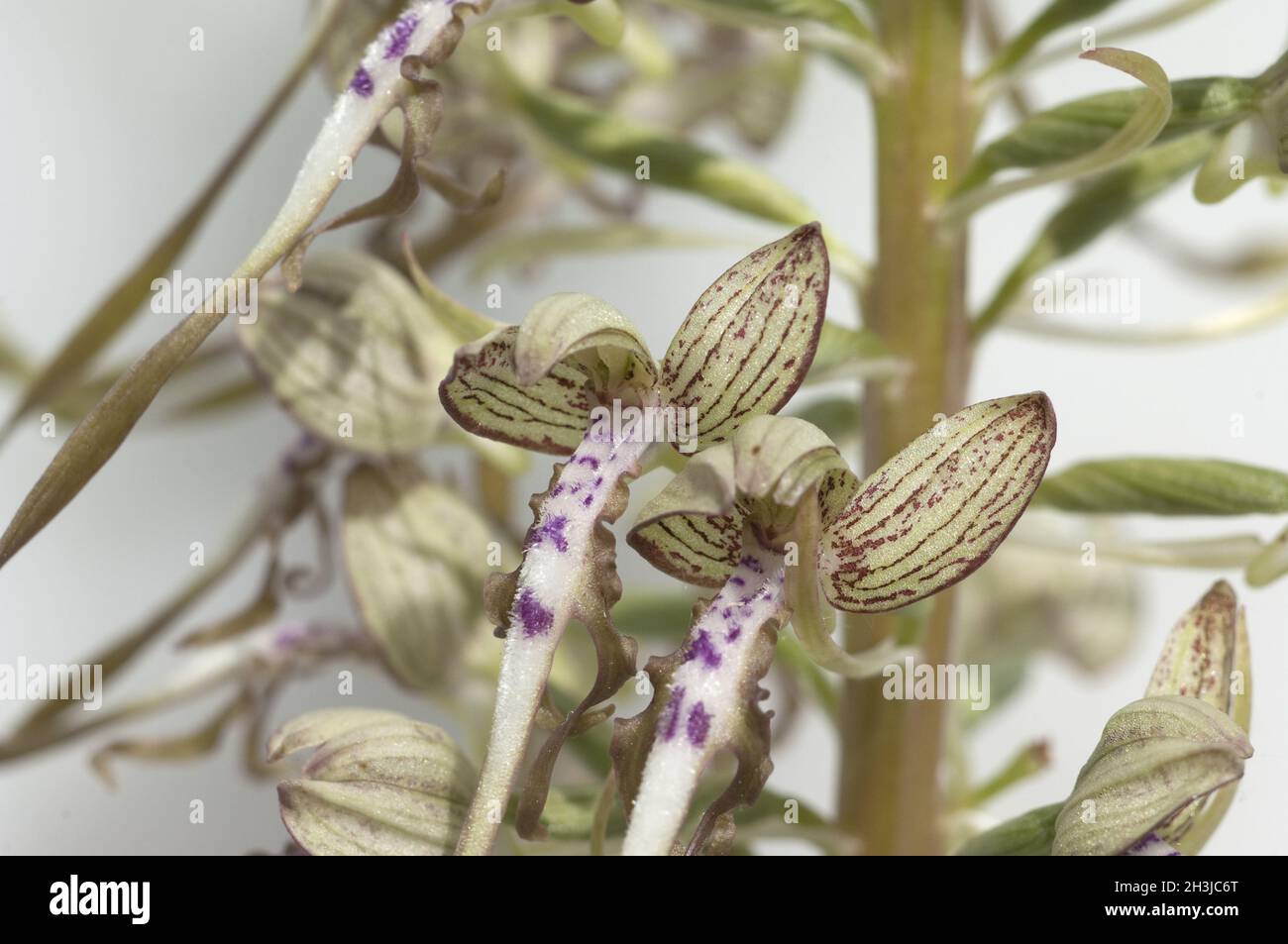 Lingua di capra, Himantoglossum hircinum, Foto Stock