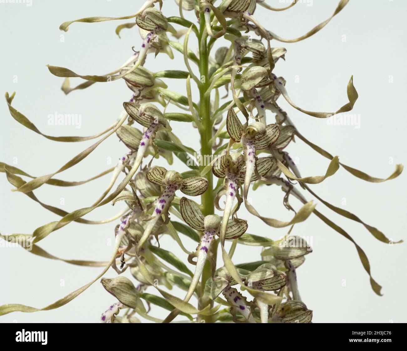 Lingua di capra, Himantoglossum hircinum, Foto Stock