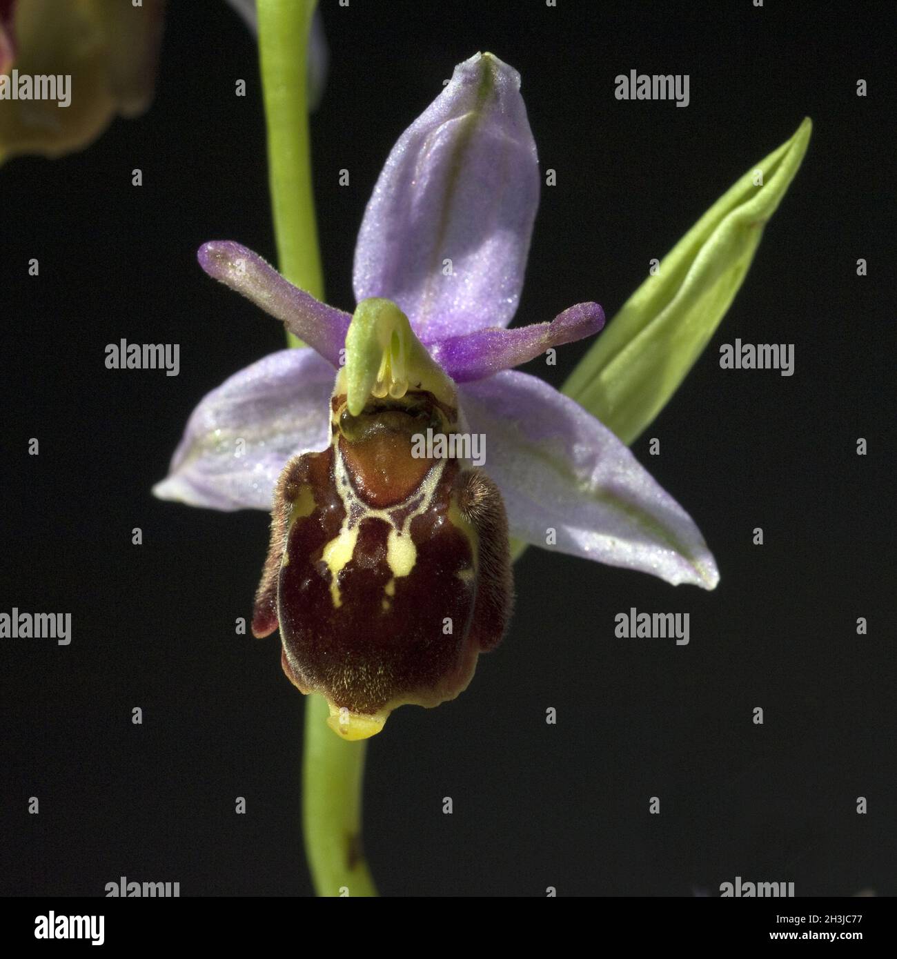 Ape-ragwort, Apifera di Ophrys, orchidea Foto Stock