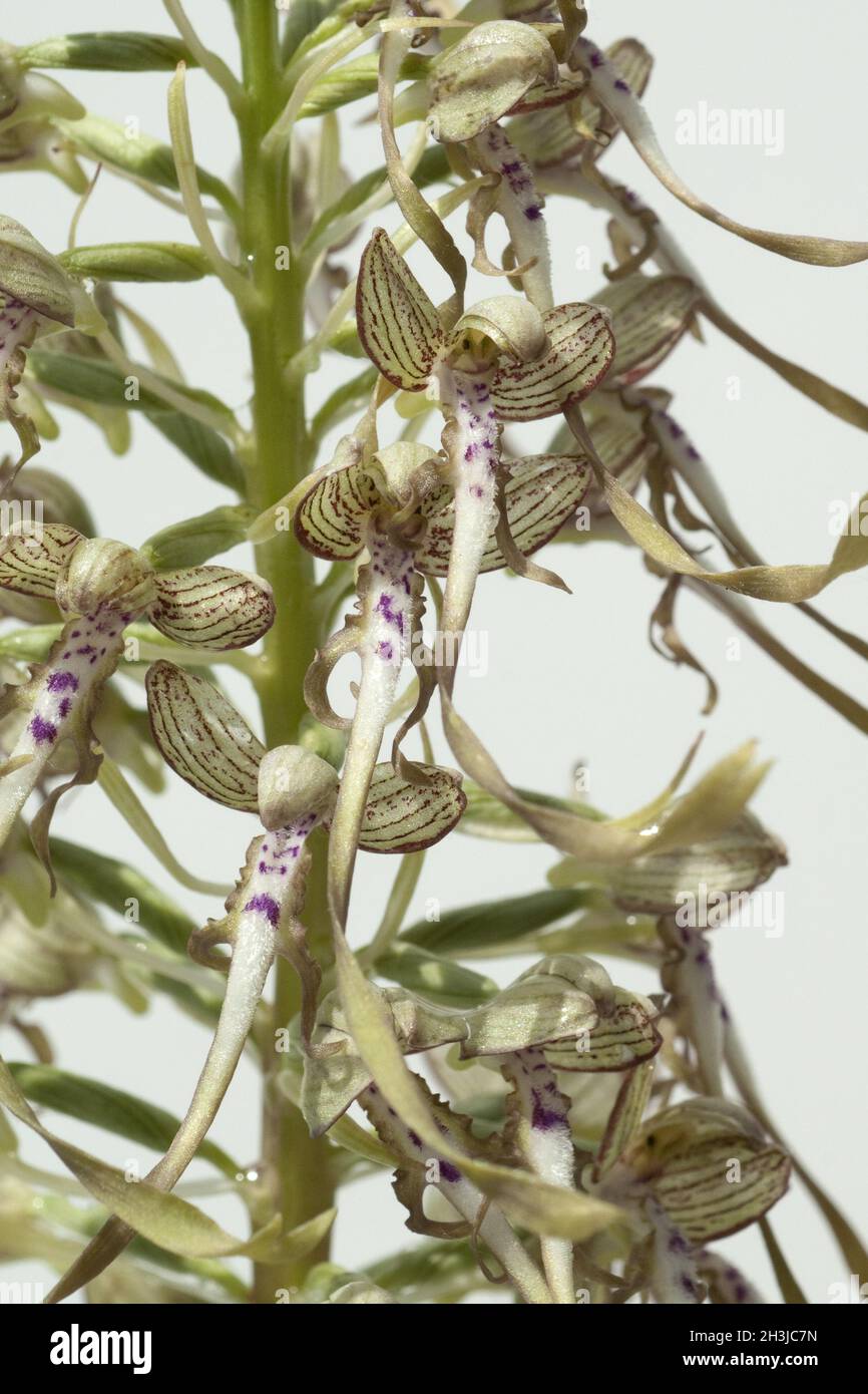 Lingua di capra, Himantoglossum hircinum, Foto Stock