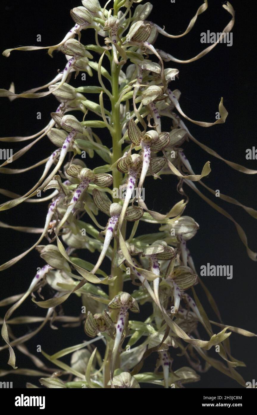 Lingua di capra, Himantoglossum hircinum, Foto Stock