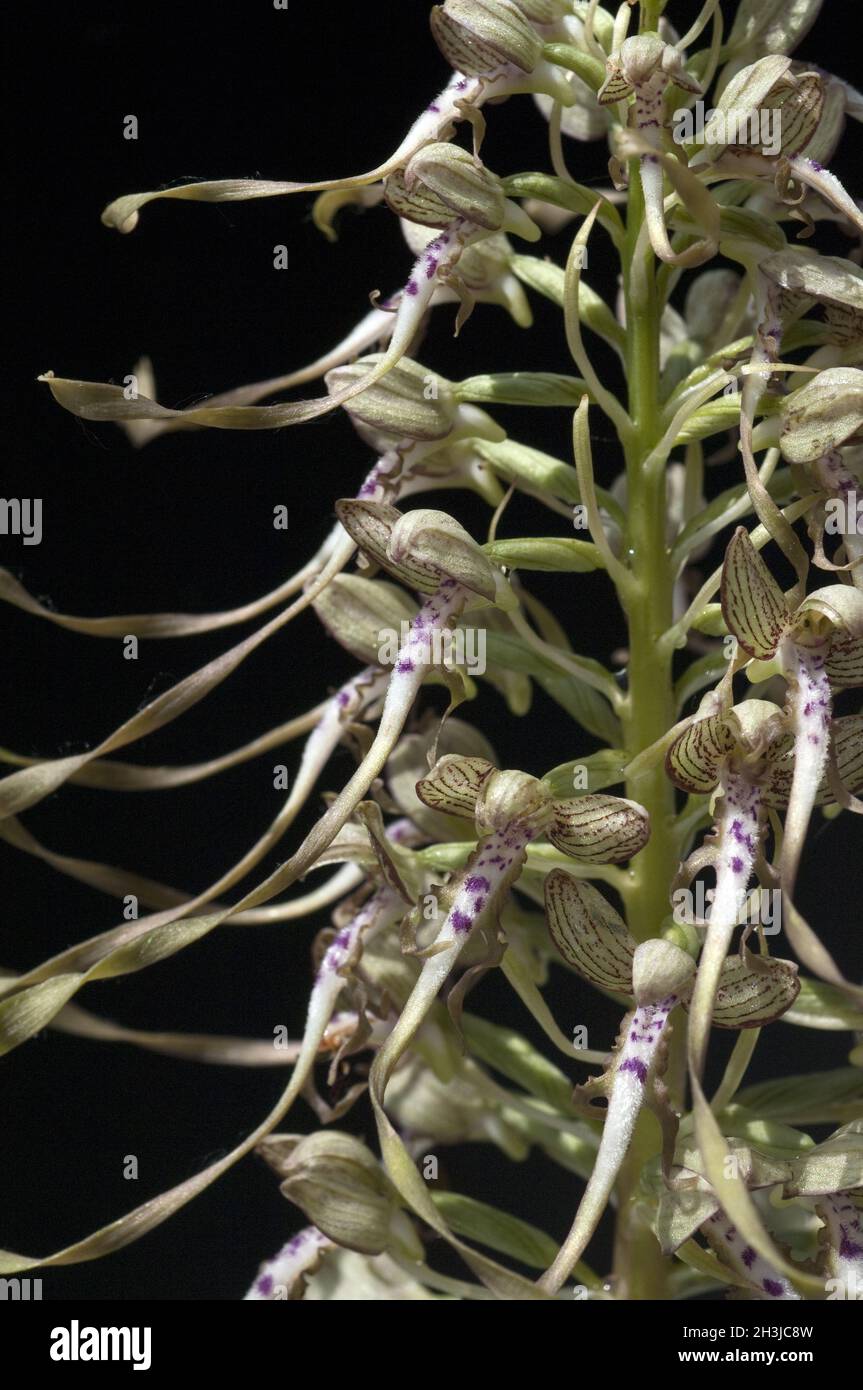 Lingua di capra, Himantoglossum hircinum, Foto Stock