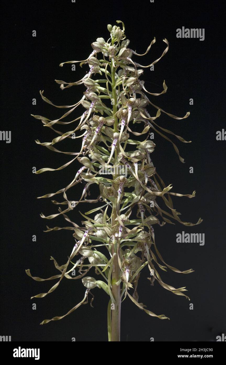 Lingua di capra, Himantoglossum hircinum, Foto Stock