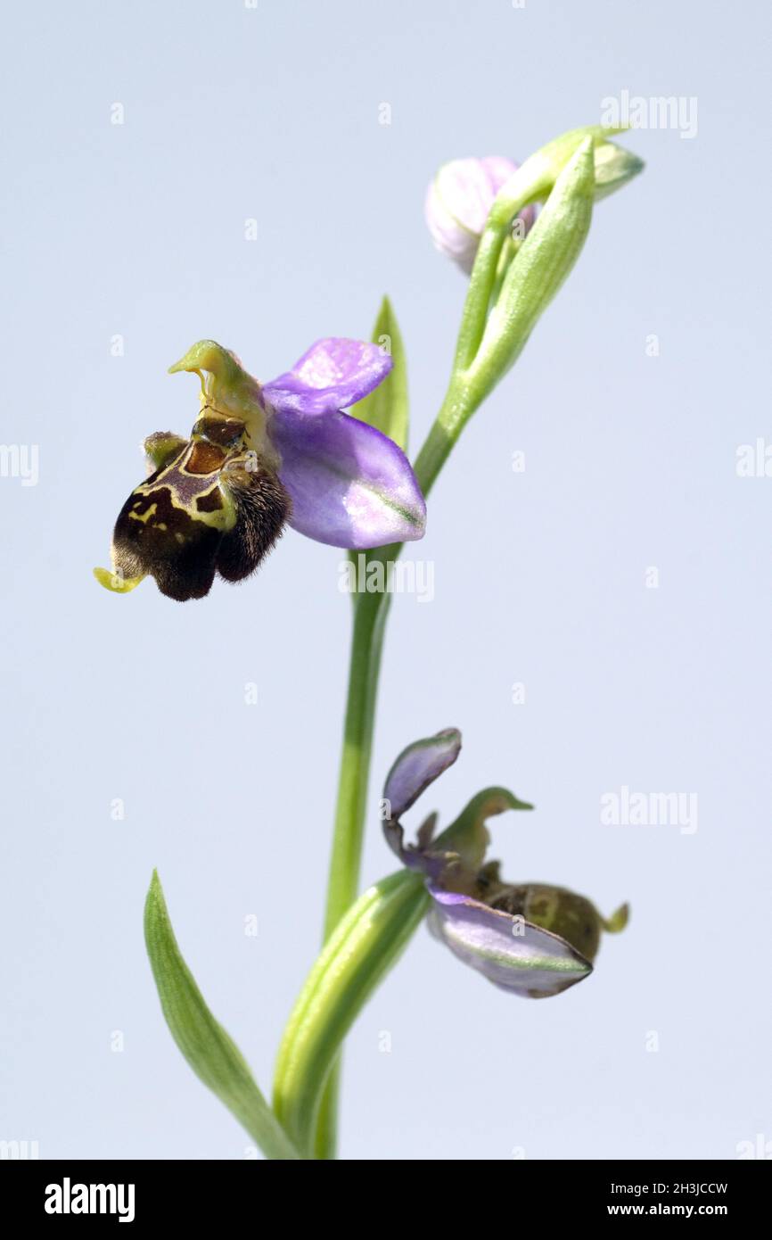 Hummel-Ragwurz, Ophrys, holoserica, Ragwurz, Orchidee Foto Stock