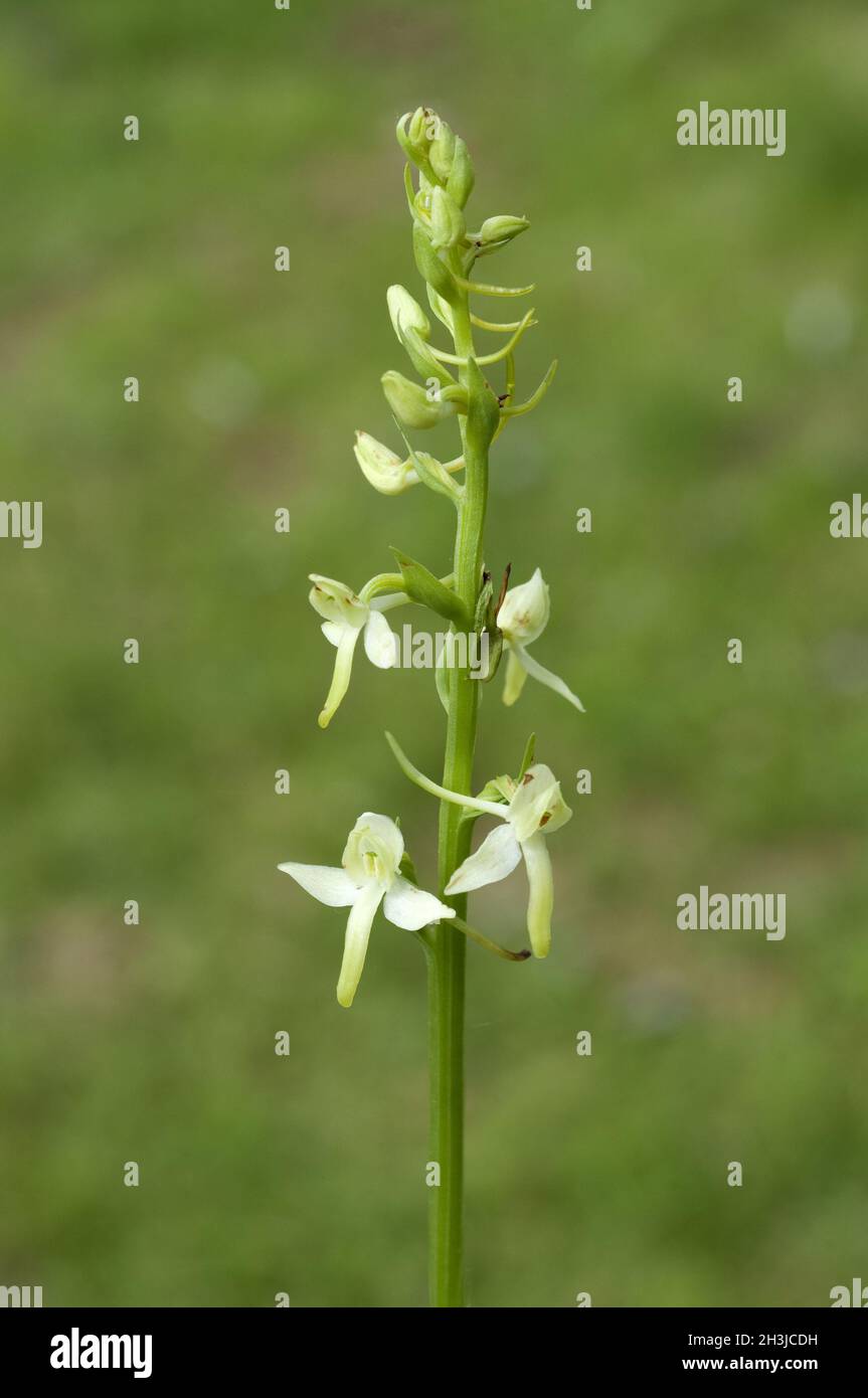 Gruene Waldhyazinthe, Platanthera chlorantha, Foto Stock