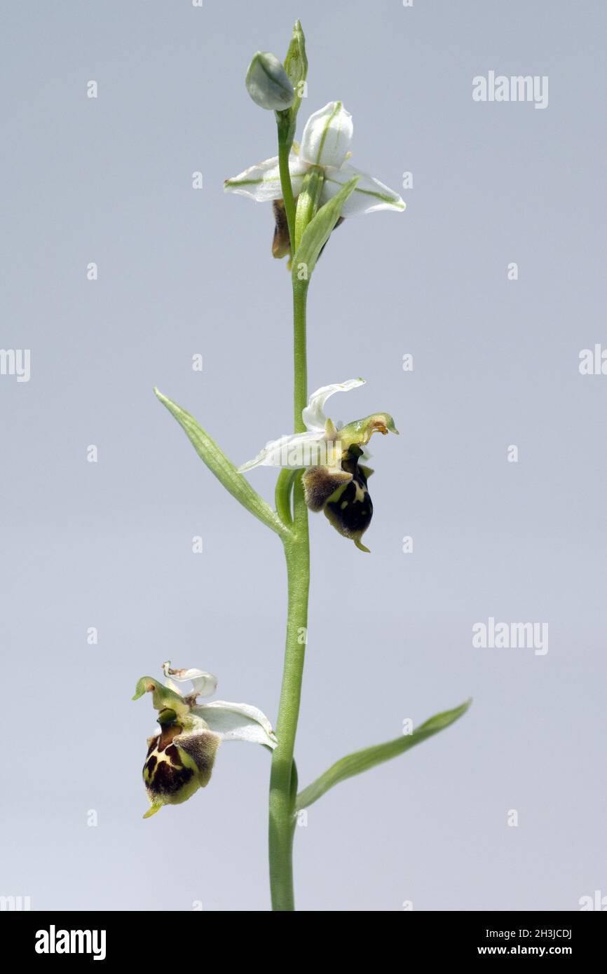 Hummel-Ragwurz, Ophrys, holoserica, Ragwurz, Orchidee Foto Stock
