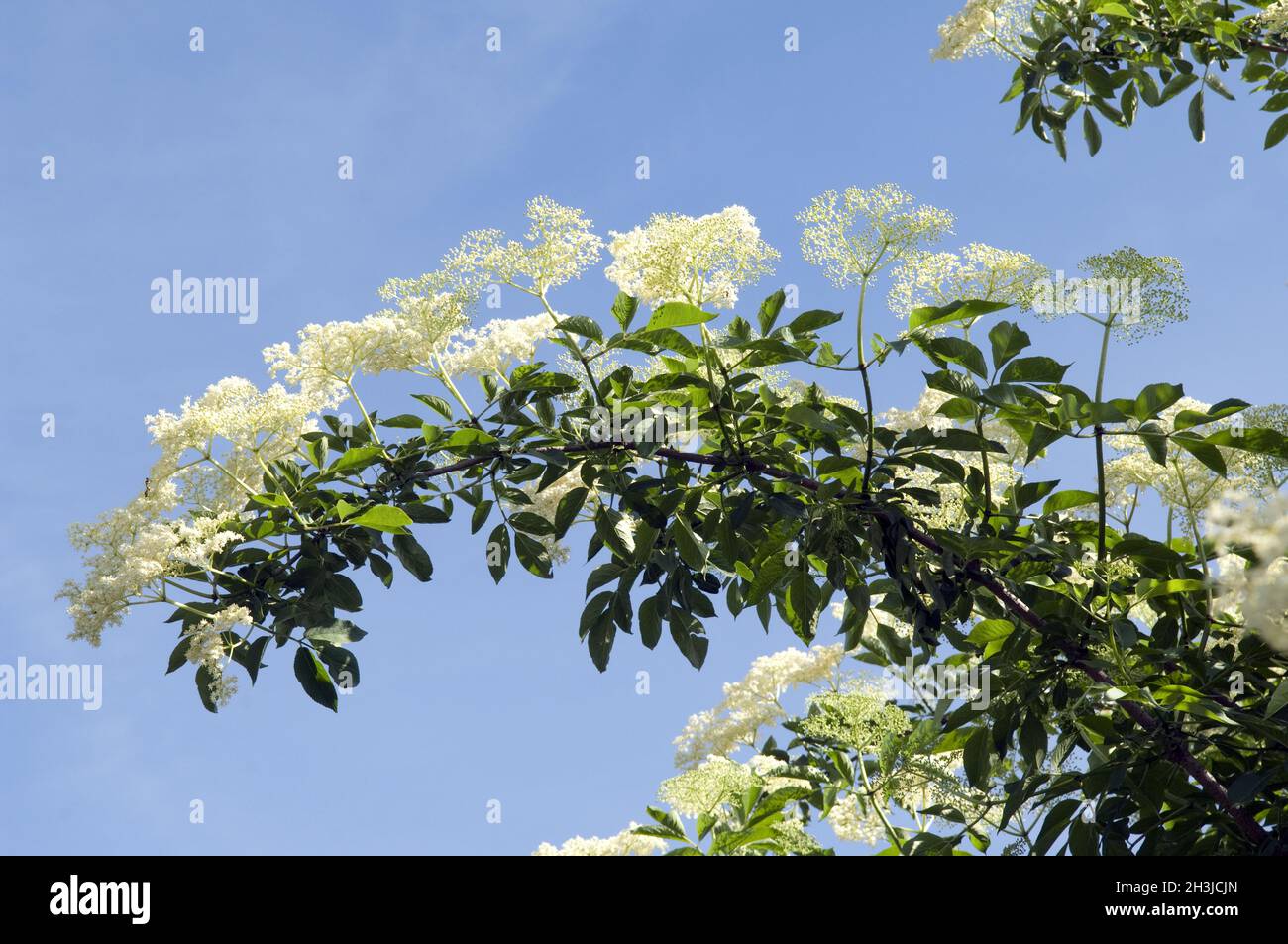 Bianco, sambuco; montana di hash; sambuco; sambuco nigra; pianta medicinale; Foto Stock