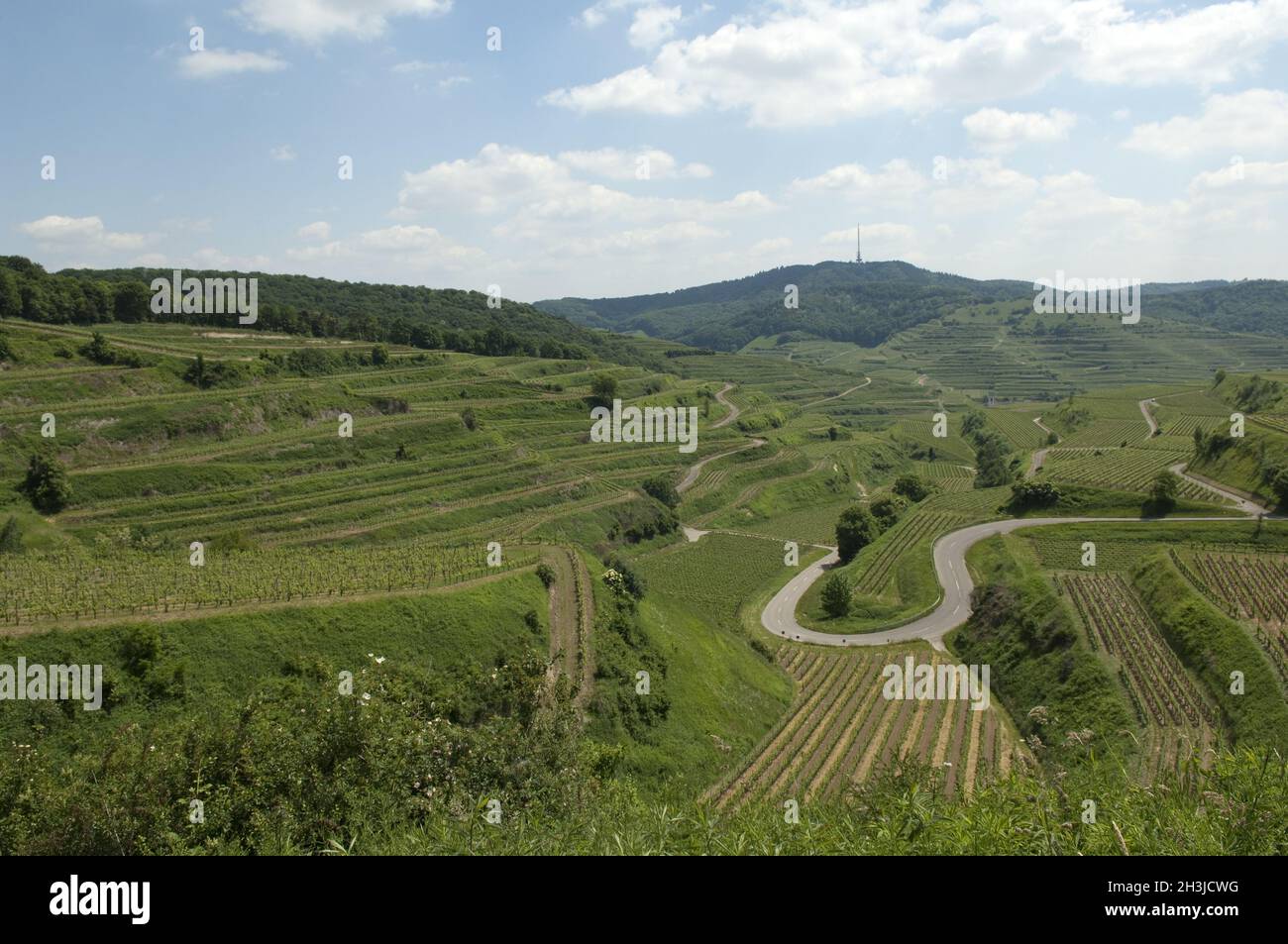 Terrazze vinicole, zona viticola, vigneto, terrazze, Kaiserstuhl Foto Stock