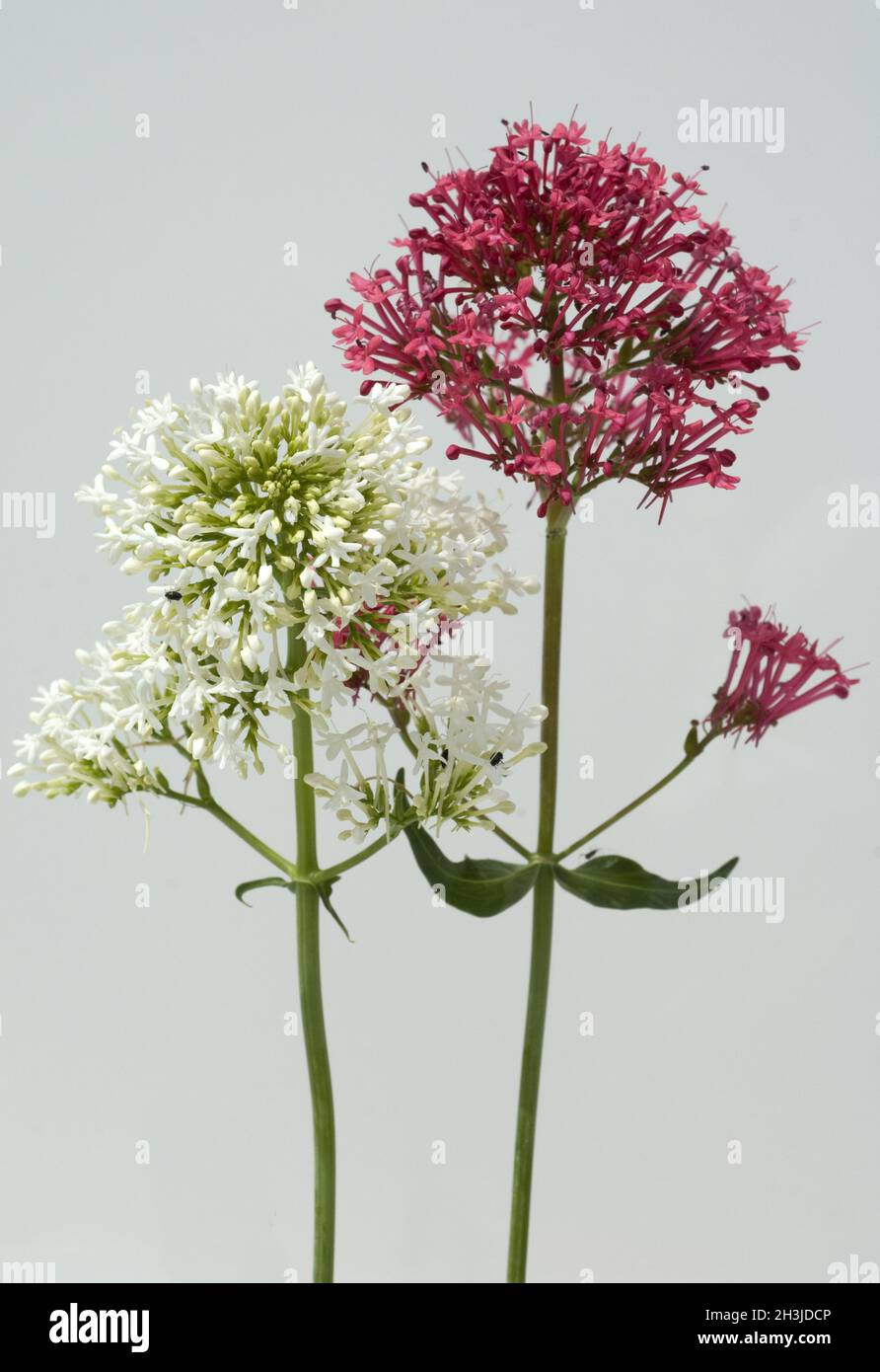 Spornblume,, Centranthus ruber, alba, Albus, Foto Stock