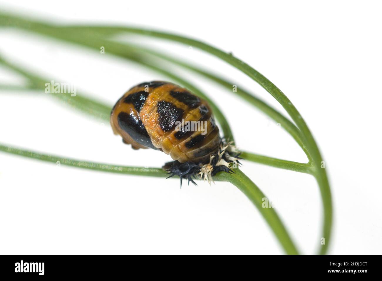 Larva; Asiatico; ladybird; puppazione, Foto Stock